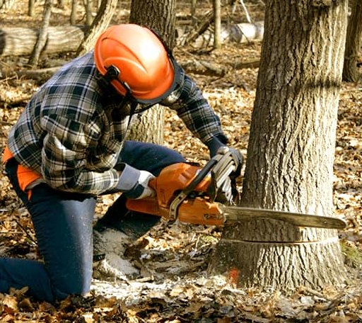 Tree Removal in Cambridge, MN